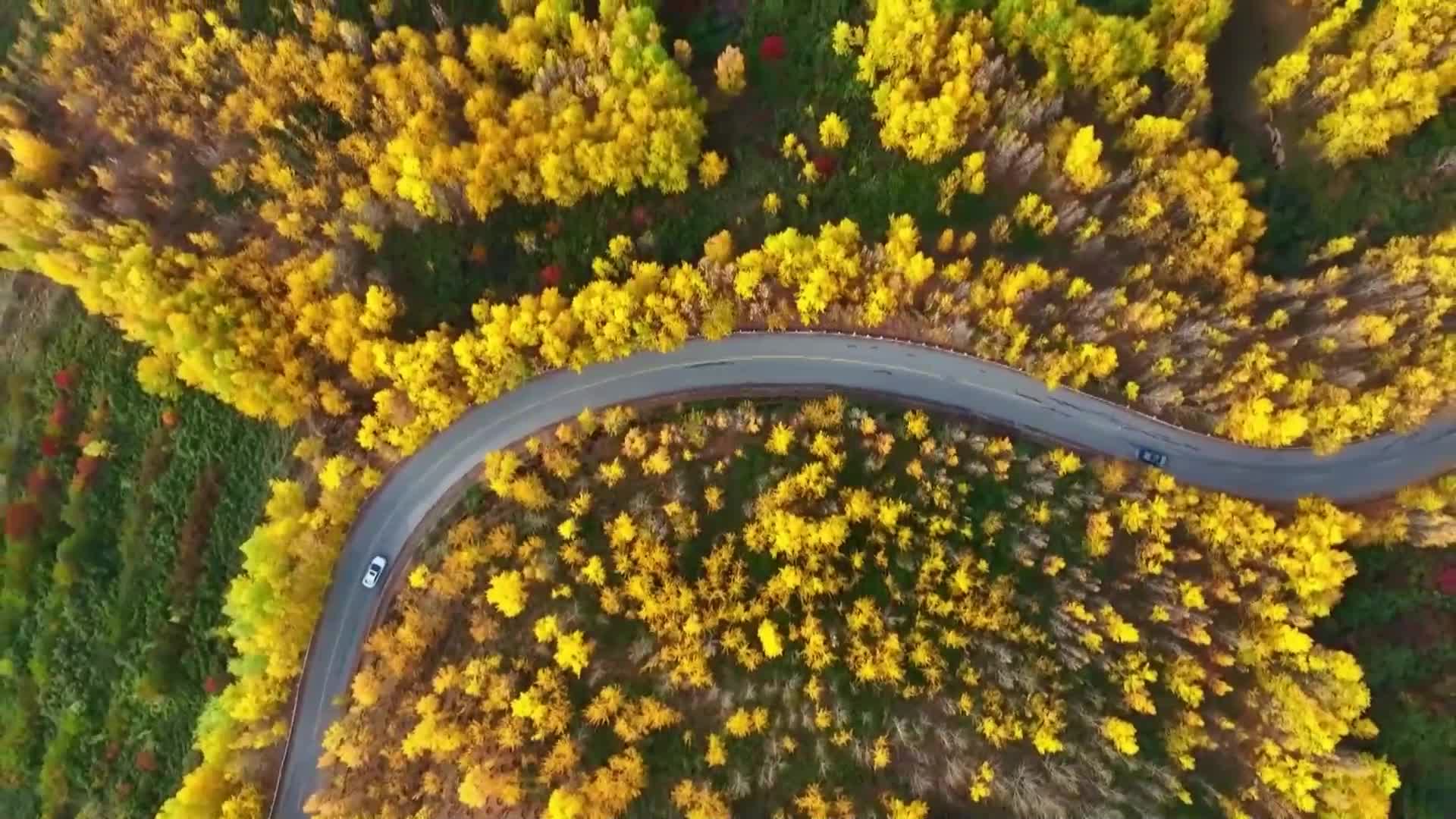Кадри от дрон показаха спиращи дъха есенни кадри от Китай (ВИДЕО)