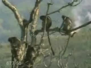 Животни Правят Секс Смях До Скъсване