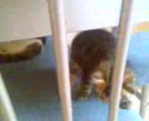 Малко Коте