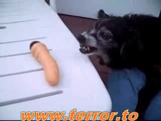 Куче Се Нерви На Вибратор