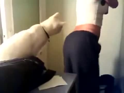 Дори и котката не може да устои
