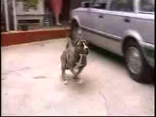 Луда Жена Насъсква Питбул