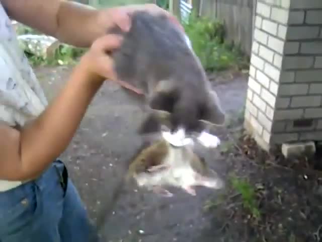 Котка е хванала плъх и не го пуска !