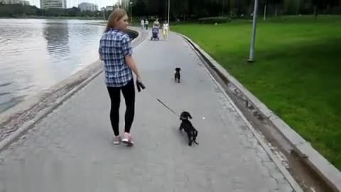 Ето как страхлив дакел се изкъпа в езеро без да му се искаше