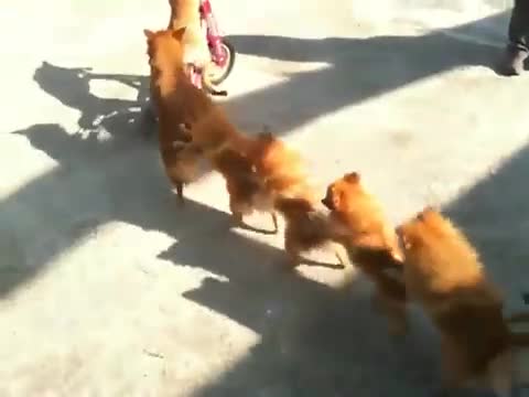 Куче кара колело и още 6 го следват като влакче!:)