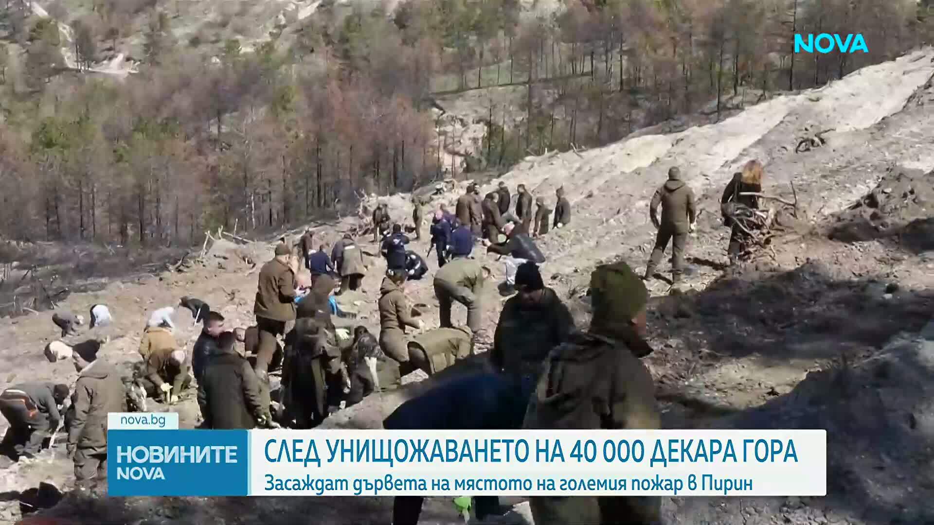 След унищожението на 40 хиляди декара гора: засаждат дървета на мястото на големия пожар в Пирин