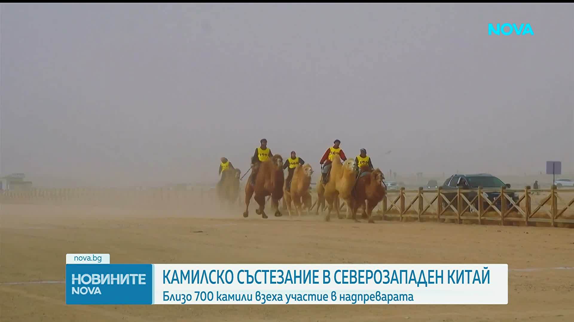 Близо 700 камили участваха в състезание в Китай