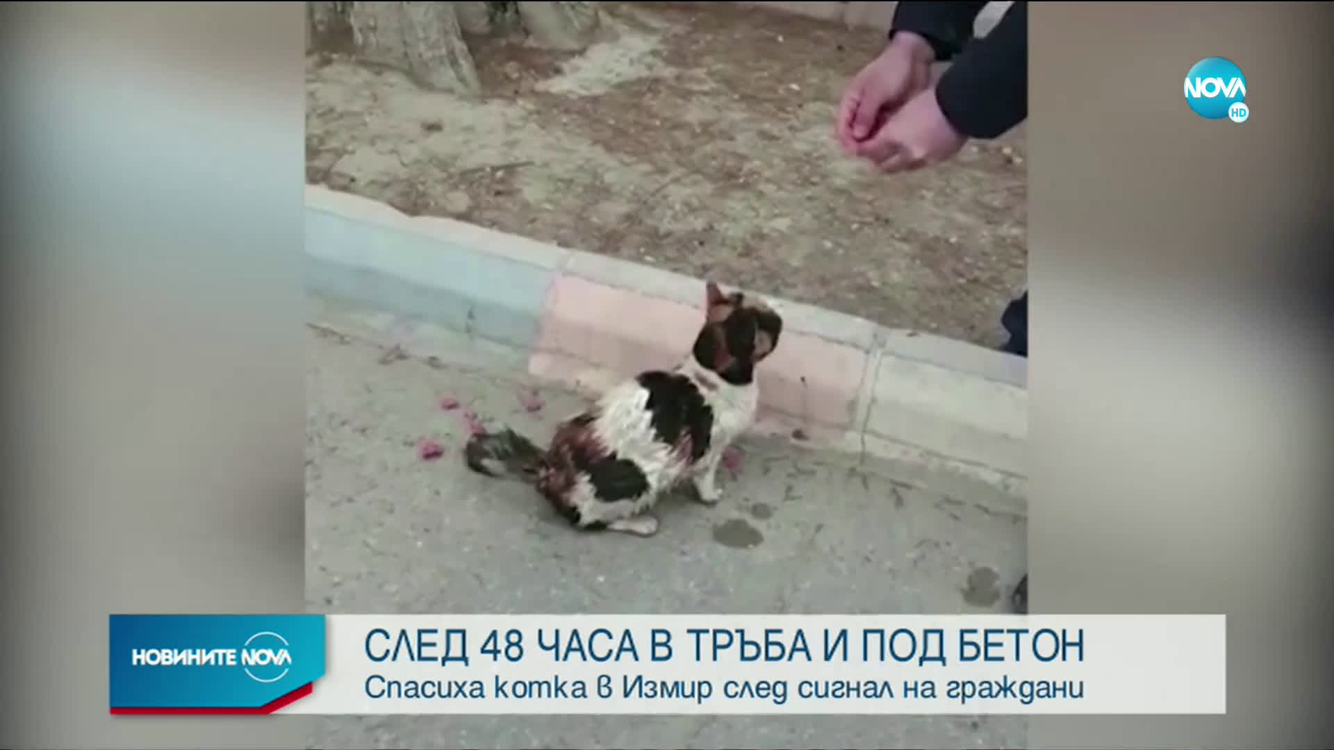 СЛЕД 48 ЧАСА В ТРЪБА И ПОД БЕТОН: Спасиха котка в Измир
