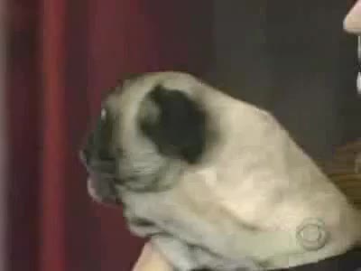 Куче Казва I Love You 