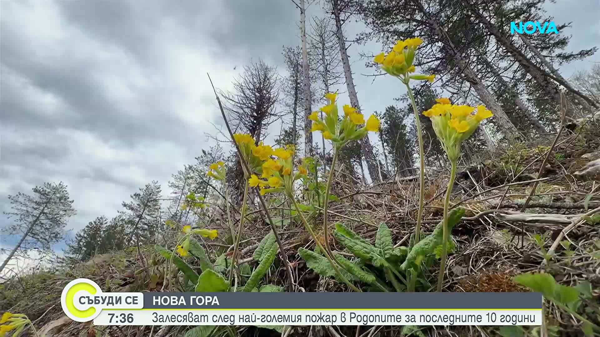 Възстановяване на гората след пожара в Югово
