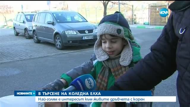 Най-търсените коледни дръвчета - тези с корен