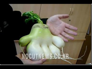 Топ 10 потресаващи зеленчуци