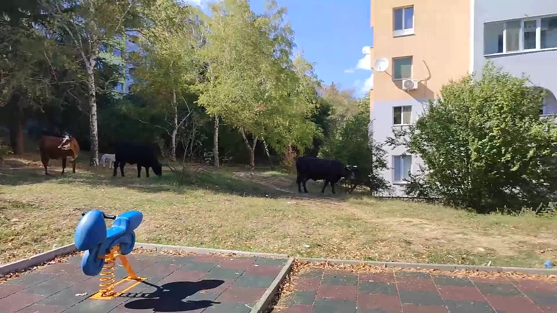 От „Моята новина”: Бикове и крави около детска площадка
