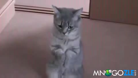 Как да откажеш на такова коте