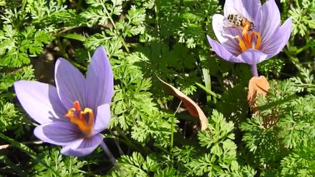 "Моята новина": Лилаво ухание!