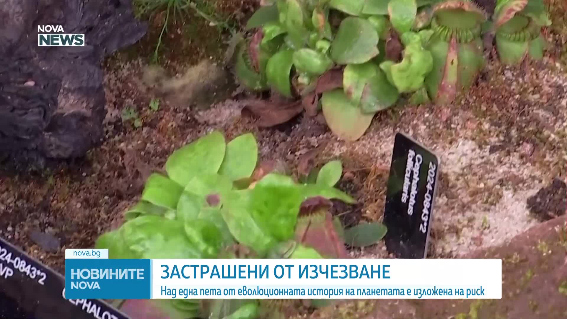 Тревожно изследване: Редки растения и цели еволюционни линии са на ръба на изчезване
