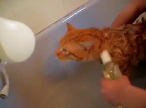 котка не иска да се къпе