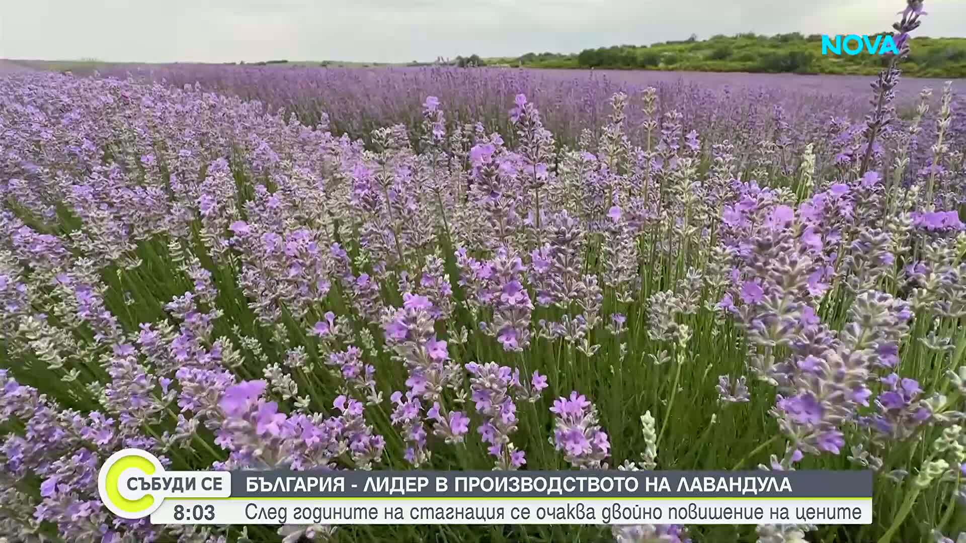Излиза ли България от кризата с лавандулата?