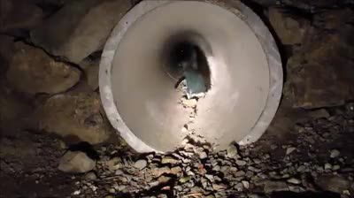 В Нова Зеландия построиха специален тунел за пингвини