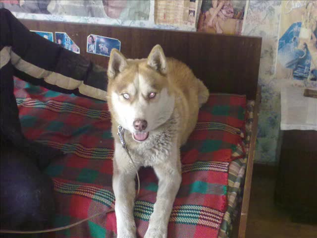 Pochivai vav mir moi veren priqatelyu mnogo shte mi lipsvash