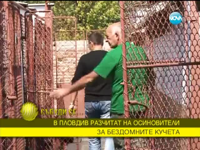 Осиновяването на бездомни кучета набира популярност у нас