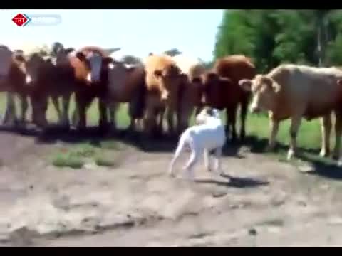 Крави за първи път виждат куче (смях)