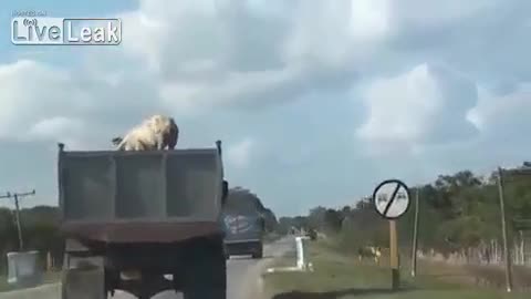 Смях ... Прасе скача от камион