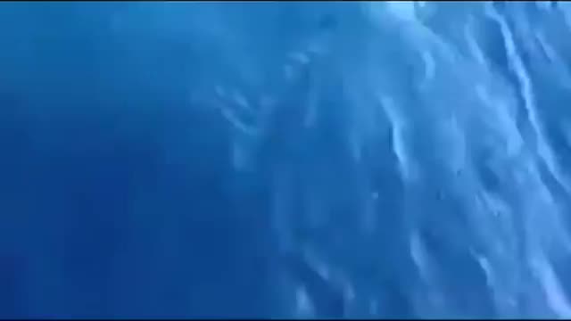Смешна ситуация с акула и смел рибар!