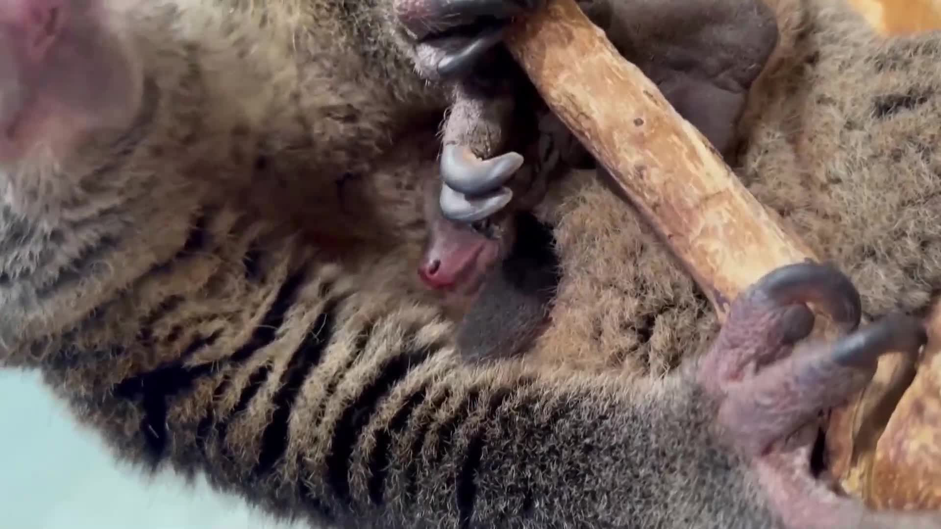 В зоопарка в Берлин се роди торбесто мече от застрашен вид (ВИДЕО)