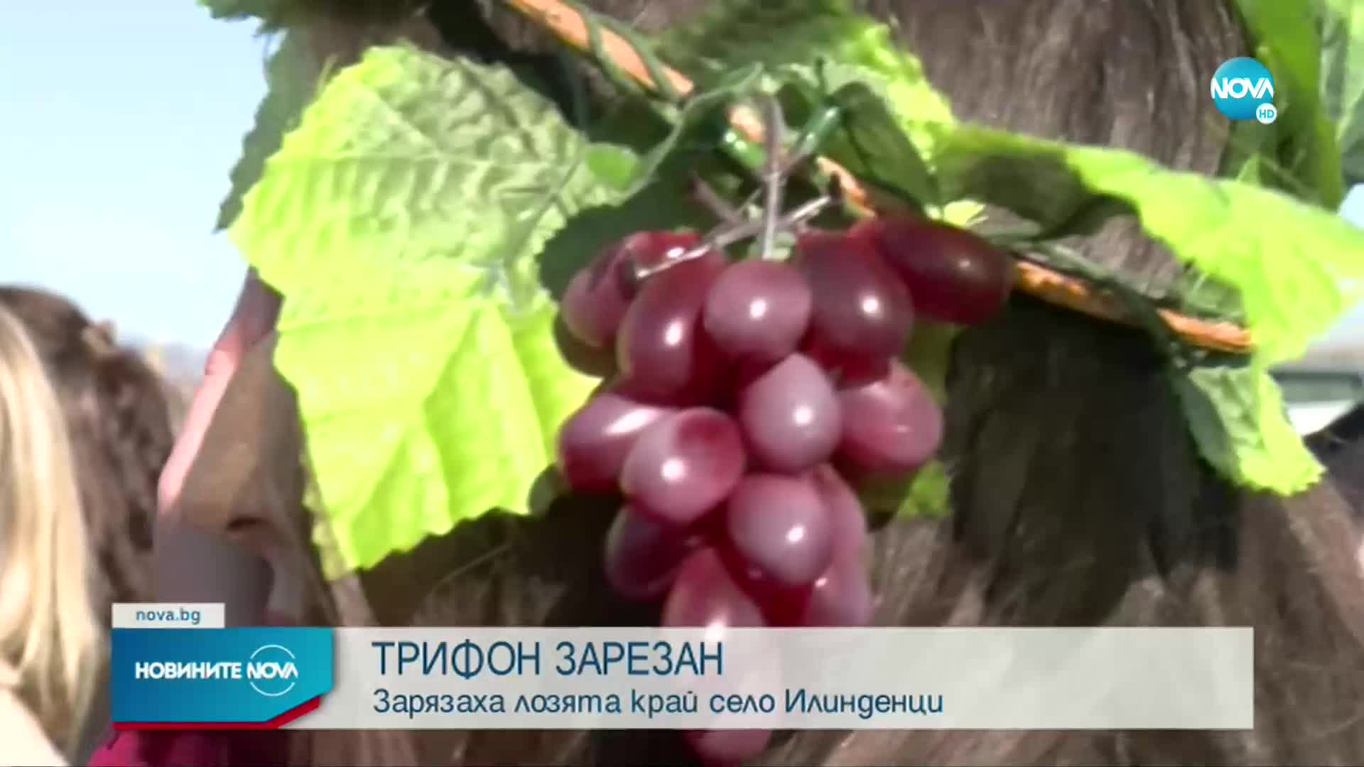 Херо Мустафа участва в зарязването на лозята край село Илинденци