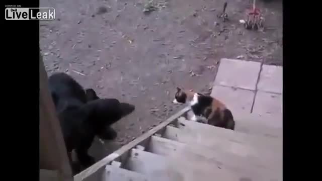 Смела котка срещу мечка | Смях