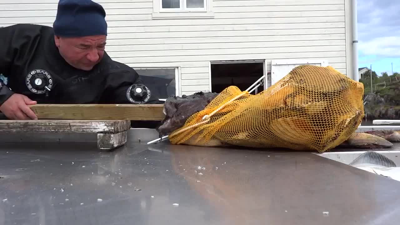Руски водолаз освобождава ръката си от захапката на риба морски дявол !
