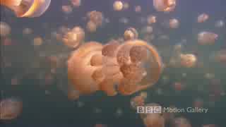 Bbc - Морският Живот