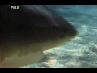 Най - опасните животни в света - Амазония = (worlds Deadliest Animal - Amazon) Част 1 