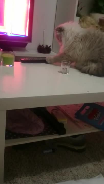 Котка - хулиган