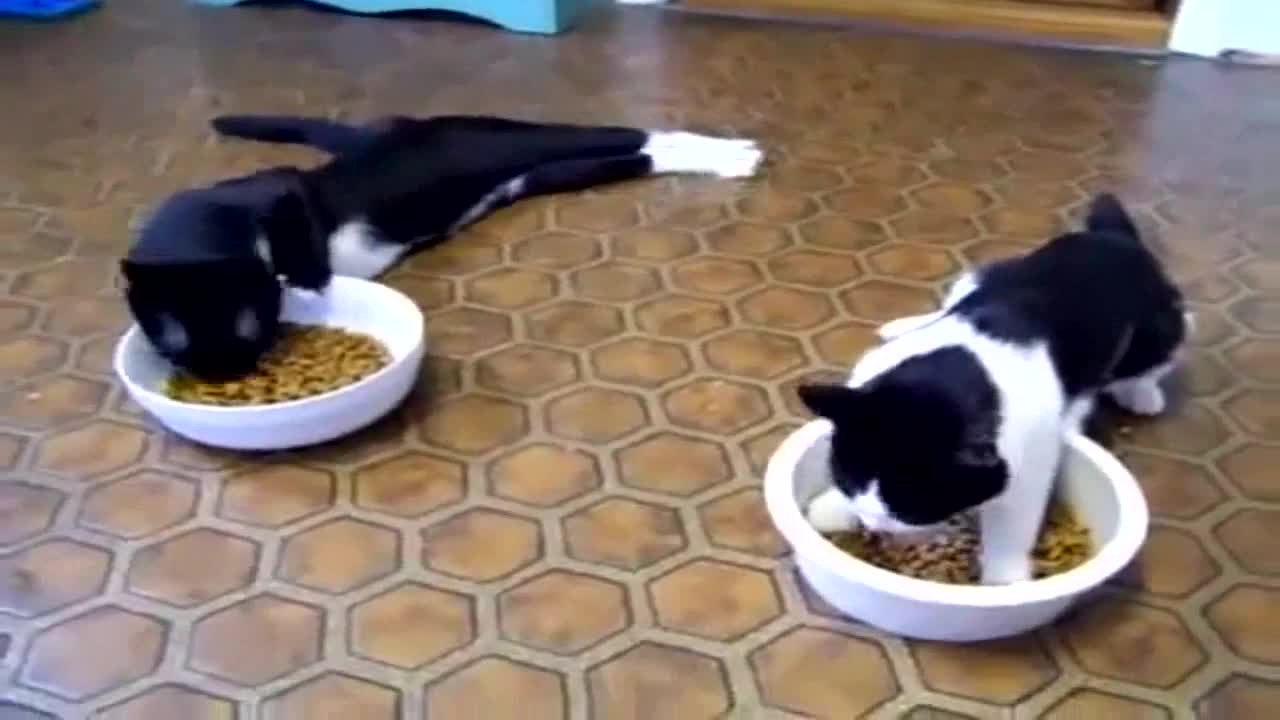 Котки, които тъкмо излизат от упойка