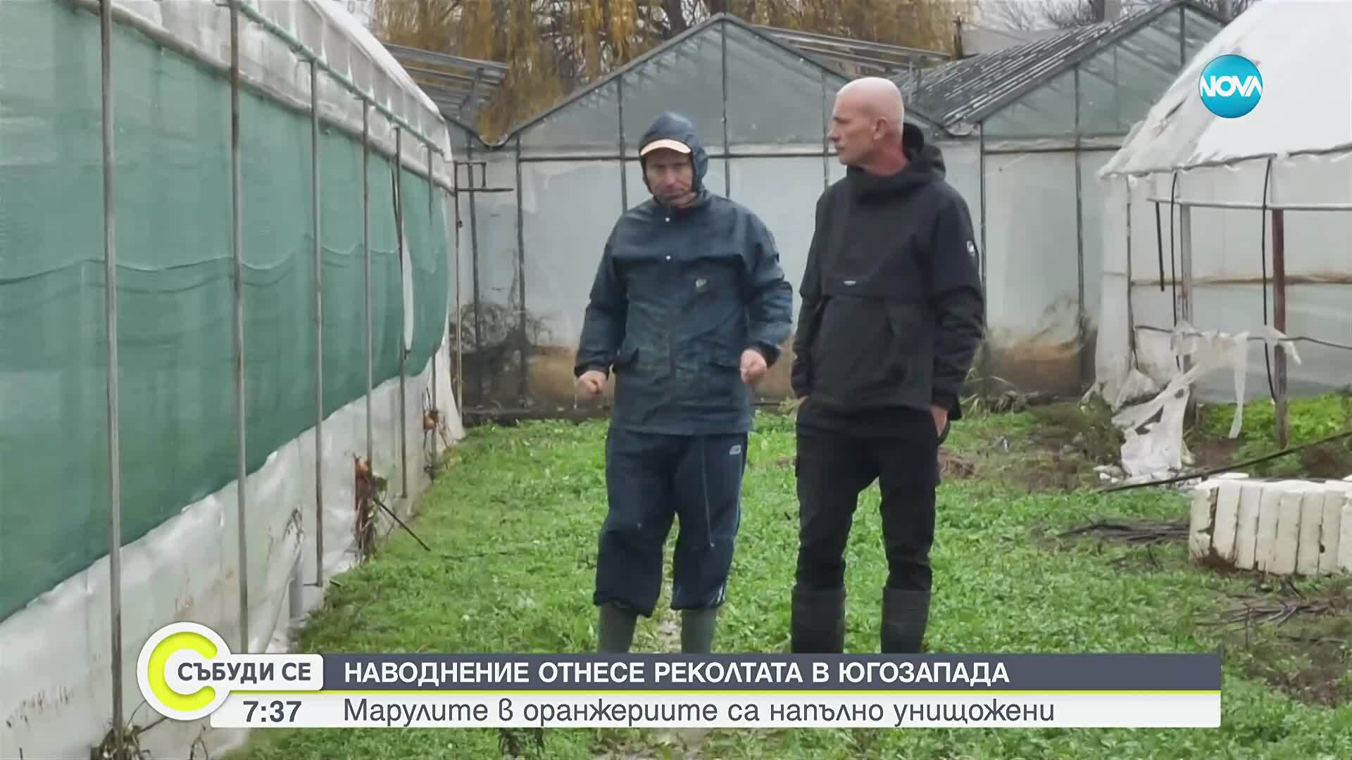 Поройните дъждове отнесоха реколтата в Югозападна България