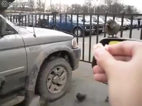 Руснак храни птиците от автомобила си!