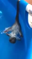 >Смях ... Австралийски опосум се разхлажда в басейн !!!