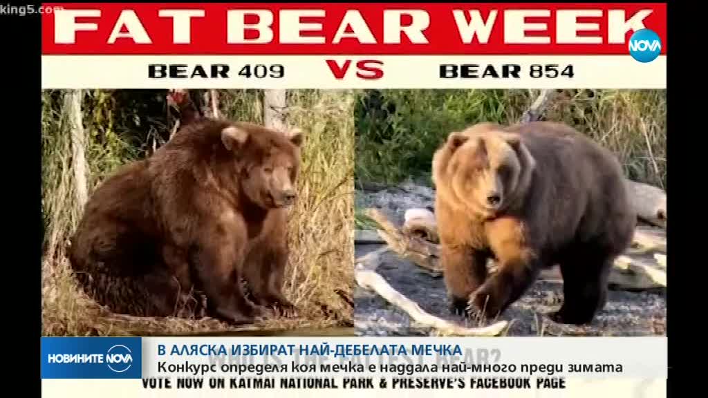 В Аляска избират най-дебелата мечка