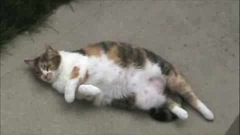 Коте, Направи Нещо ... ( Пълен Смях)