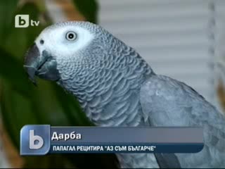 Удивително • Папагал рецитира `аз съм българче`