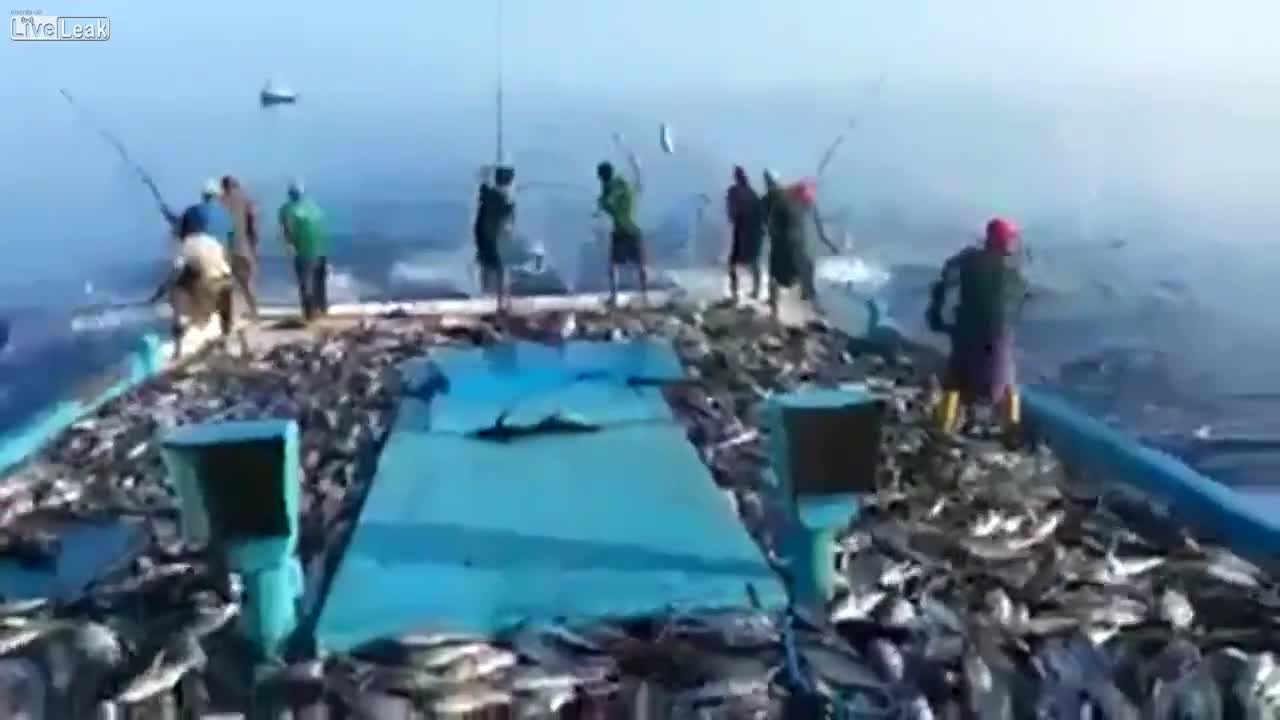 >На това се вика много риба