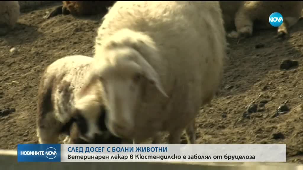 Ветеринар се зарази с бруцелоза в Кюстендилско