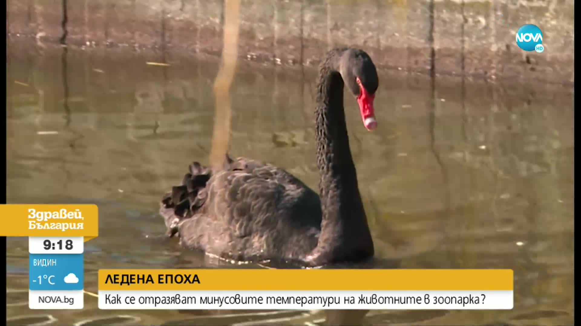 Как се справят с минусовите температури животните в Софийския зоопарк