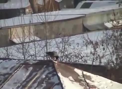 Смях ... Гарван се пързаля с шейна по покривите !!!