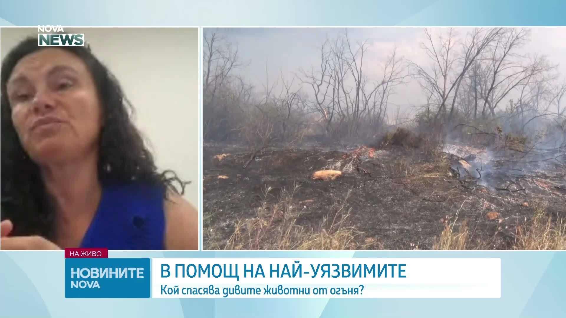 Кой спасява дивите животни от природните бедствия