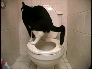 Котка Се Изхожда В Тоалетната