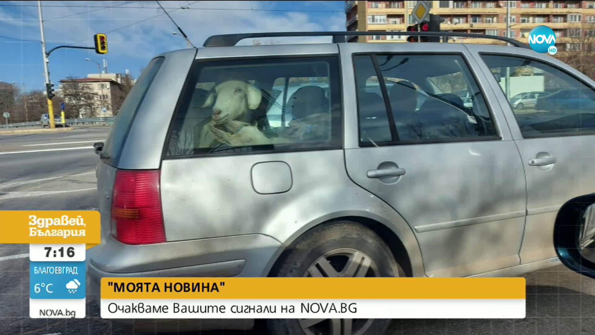 ОТ „МОЯТА НОВИНА”: Кози се возят в багажник на кола