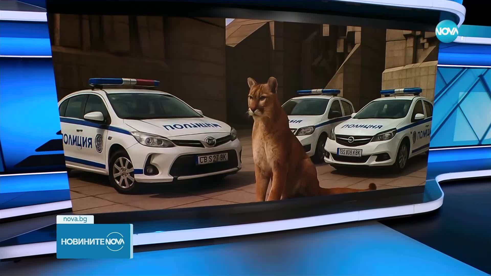 Мистериозният хищник от Шумен вдъхнови вълна от колажи в мрежата